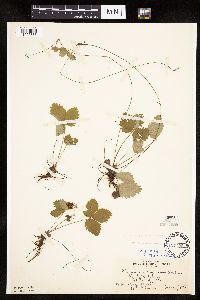 Fragaria vesca image