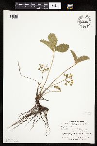 Fragaria vesca image