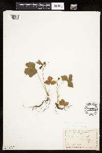 Fragaria vesca image