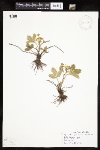 Fragaria virginiana image