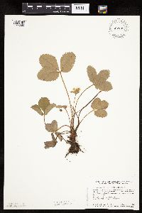 Fragaria virginiana image