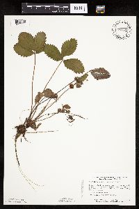 Fragaria virginiana image