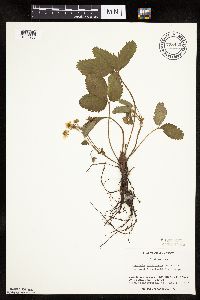 Fragaria virginiana image