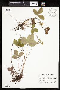 Fragaria virginiana image