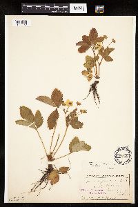 Fragaria virginiana image