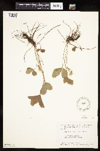 Fragaria virginiana image