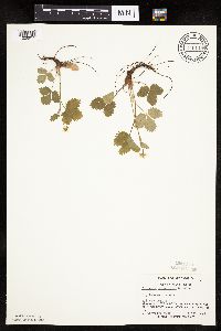 Fragaria virginiana image