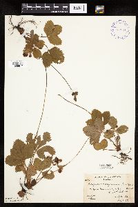 Fragaria virginiana image