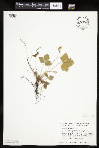 Fragaria virginiana image