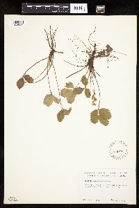 Fragaria virginiana image
