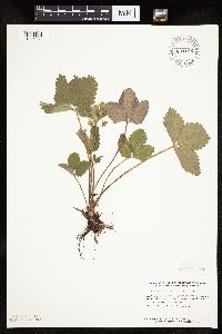 Fragaria virginiana image