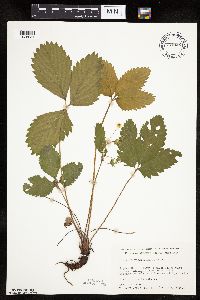 Fragaria virginiana image