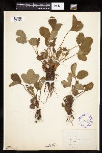 Fragaria virginiana image