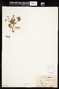 Fragaria virginiana image