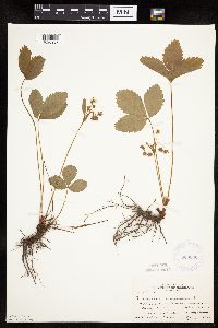 Fragaria virginiana image