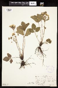 Fragaria virginiana image