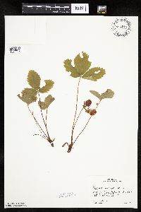 Fragaria virginiana image