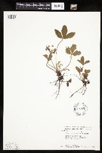 Fragaria virginiana image