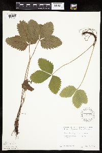 Fragaria virginiana image