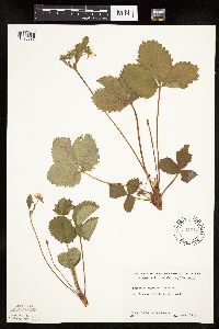 Fragaria virginiana image