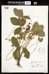 Fragaria virginiana image