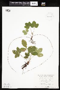 Fragaria virginiana image