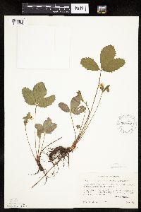 Fragaria virginiana image