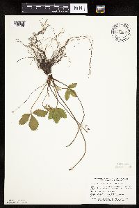 Fragaria virginiana image