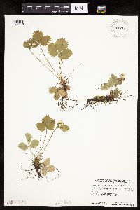 Fragaria virginiana image