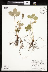 Fragaria virginiana image