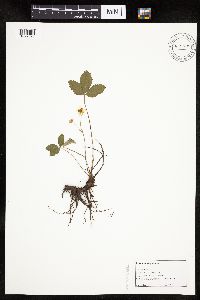 Fragaria virginiana image