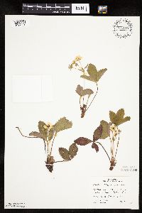 Fragaria virginiana image