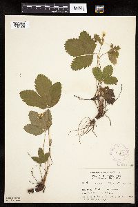 Fragaria virginiana image