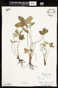 Fragaria virginiana image