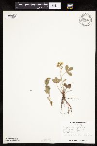 Fragaria virginiana image