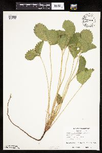 Fragaria virginiana image