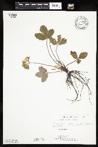 Fragaria virginiana image