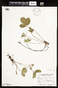 Fragaria virginiana image