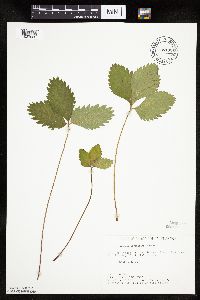 Fragaria virginiana image