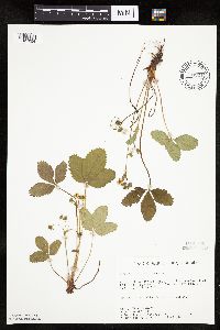 Fragaria virginiana image