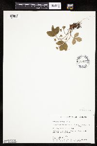 Fragaria virginiana image