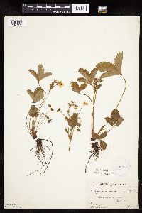 Fragaria virginiana image