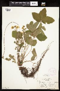 Fragaria virginiana image