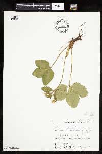 Fragaria virginiana image