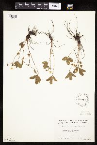 Fragaria virginiana image