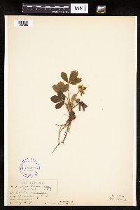 Fragaria virginiana image