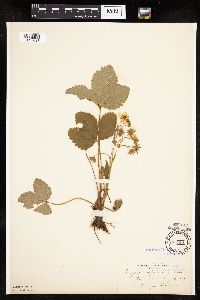 Fragaria virginiana image
