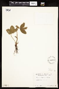 Fragaria virginiana image