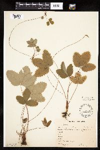 Fragaria virginiana image