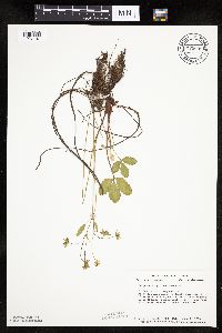 Fragaria virginiana image